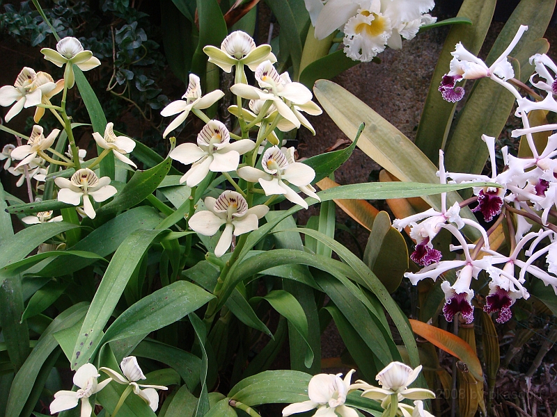 386 Longwood Gardens [2008 August 23].JPG - Longwood Gardens in Pennsylvania